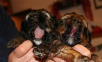 Tibet Terrier, Welpen, Liebhaberzucht, Rassehunde, NRW